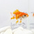Риукин Красно-белый (SM) Carassius auratus
