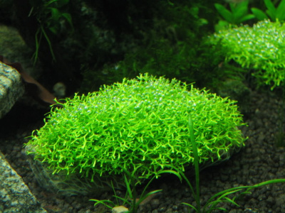 Риччия Амано (тонущая), 3 гр