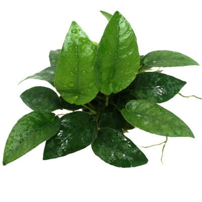 Анубиас Бартера Шорт энд Шарп, в горшочке