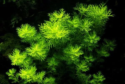 Хоттония палюстрис, с грузом