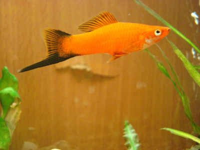 Меченосец Сансет Чернохвостый