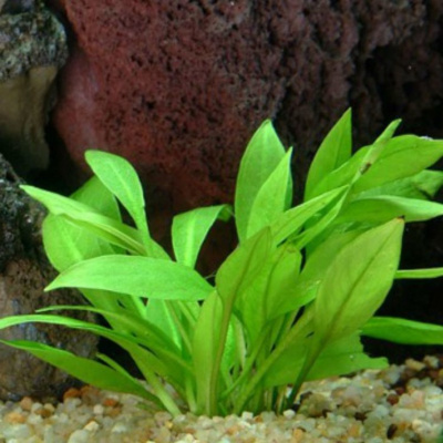 Эхинодорус Мадаленгенсис, с грузом Эхинодорус Мадаленгенсис, с грузом