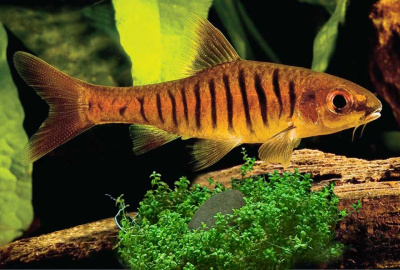 Барбус Ангольский Barbus barilioides