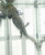 Аксолотль Темный Рыцарь, M Ambystoma mexicanum Аксолотль Темный Рыцарь, M Ambystoma mexicanum