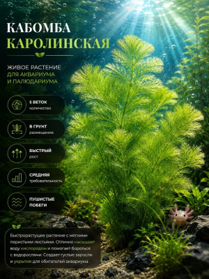 Кабомба Каролинская, с грузом
