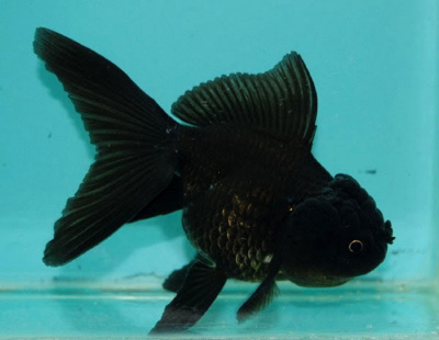 Оранда Чёрная (L) Carassius auratus