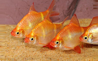 Барбус Суматранский (Альбино), M Barbus tetrazona