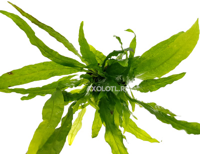 Папоротник Таиландский Софт, в горшочке