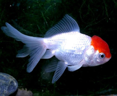 Оранда Красная Шапочка (M) Carassius auratus