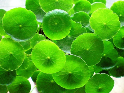 Гидрокотила Мутовчатая, с грузом