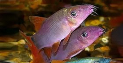 Боция Модеста Красная Botia modesta