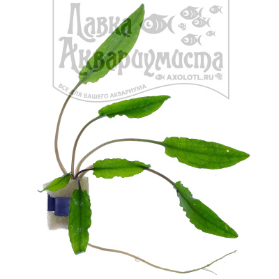 Криптокорина Вендта Грин, с грузом Криптокорина Вендта Грин, с грузом