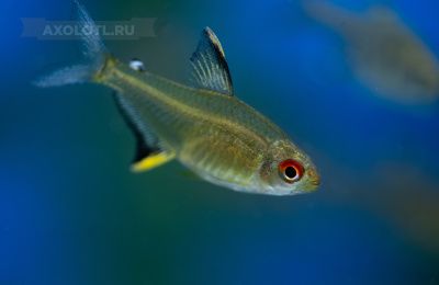 Тетра Лимонная