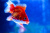 Риукин Красно-белый (SM) Carassius auratus