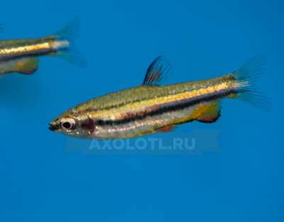 Нанностомус Маргинатус