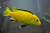 Лабидохромис Еллоу Labidochromis caeruleus