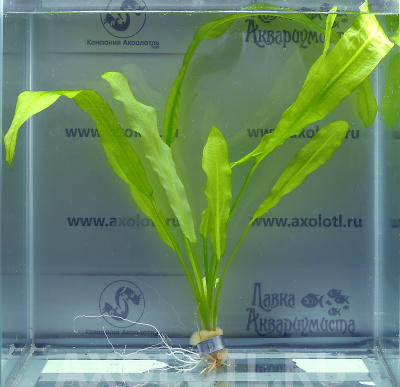 эхинодорус майор эхинодорус майор