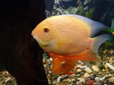 Северум Красноточечный