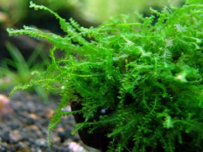 Мох Жемчужный, 1 гр