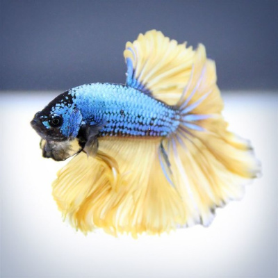 Петушок Халфмун Горчичный Газ (самец)