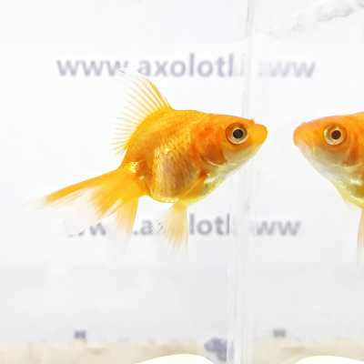 Риукин Красный (SM) Carassius auratus