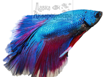 Петушок Халфмун (самец)