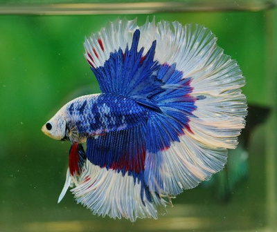 Петушок Халфмун Фанси (самец) Петушок Халфмун Фанси (самец)