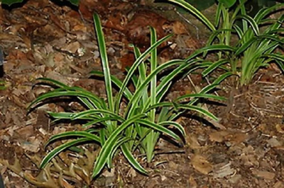 Офиопогон Ябуран (Полосатый), шт