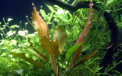 TROPICA Эхинодорус Розе, в блистере