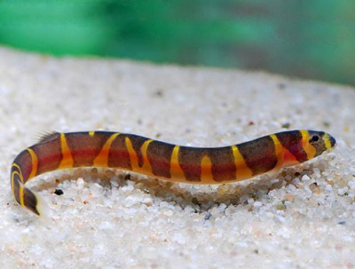 Акантофтальмус (вьюн тропический) Pangio kuhlii