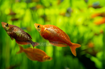 Радужница красная глассолепис Радужница красная глассолепис