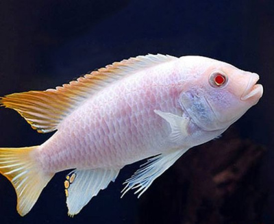 Псевдотрофеус Зебра Голубая Альбино