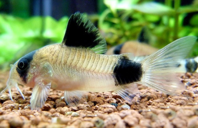 Коридорас Панда Corydoras panda