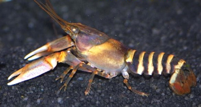 картинка Рак зебровый Жёлтый тигр от магазина