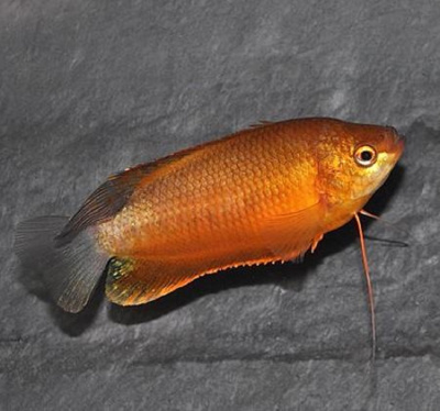 Лабиоза Оранж Colisa labiosa