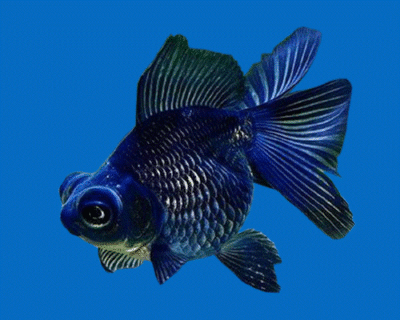 Телескоп Чёрный, Бабочка (L) Carassius auratus Телескоп Чёрный, Бабочка (L) Carassius auratus