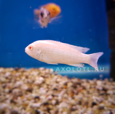 Псевдотрофеус Снежный Принц