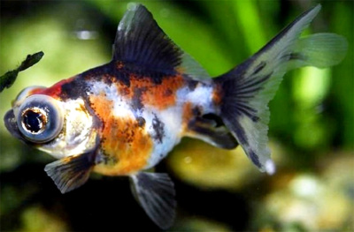 Телескоп Ситцевый (SM)  Carassius auratus Телескоп Ситцевый (SM)  Carassius auratus