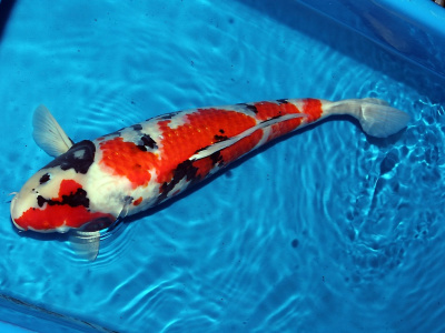 Карп КОИ ТРИКОЛОР (красно-черно-белый), M