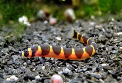 Акантофтальмус (вьюн тропический), L Pangio kuhlii