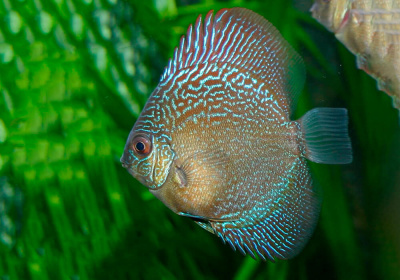 Дискус Змеиная Кожа Symphysodon