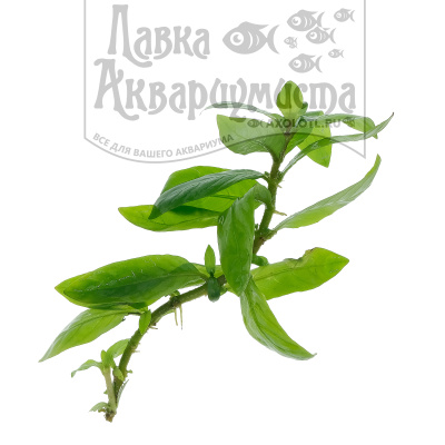 Стаурогин репенс, шт