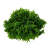 TROPICA Моносолениум тенерум (меристемное растение) TROPICA Моносолениум тенерум (меристемное растение)