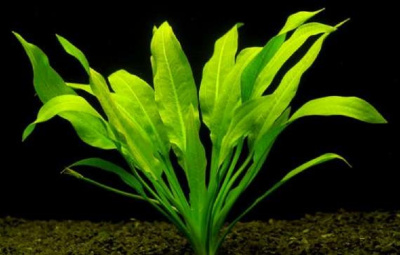 Эхинодорус Амазонский, с грузом Эхинодорус Амазонский, с грузом