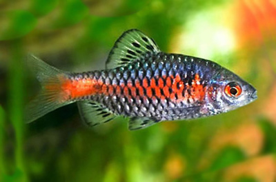 Барбус Алый Barbus ticto Барбус Алый Barbus ticto