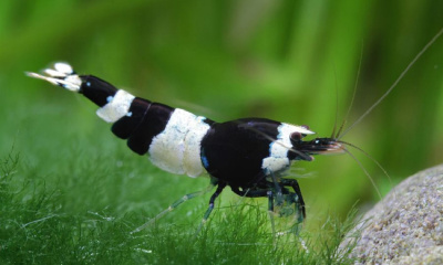 картинка Креветка Taiwan bee Panda магазин являющийся официальным дистрибьютором в России картинка Креветка Taiwan bee Panda от магазина