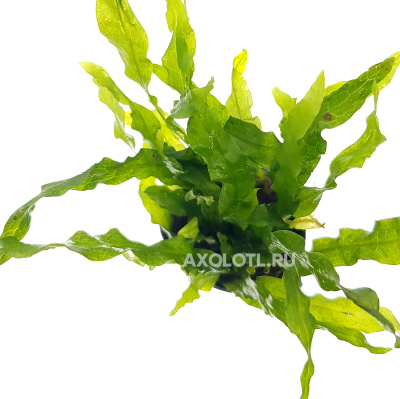 Папоротник Таиландский Флэминг, в горшочке