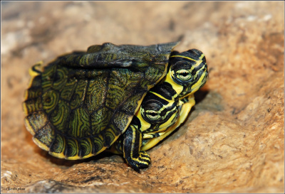 картинка Черепаха Желтоухая от магазина