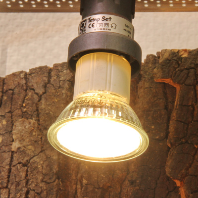 JBL ReptilDay Halogen - Галогенный точечный светильник полного спектра для террариума, 35 Вт