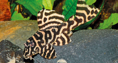 L399 Гипанциструс Бело Монте Hypancistrus sp. L399